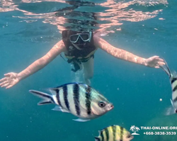 Marine Discovery one day sea trip from Pattaya Thailand - photo 46