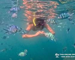 Marine Discovery one day sea trip from Pattaya Thailand - photo 56