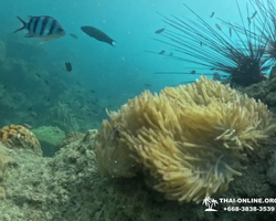 Sea Discovery island snorkeling tour from Pattaya Thailand - photo 32