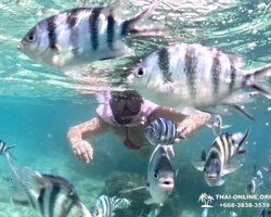 Sea Discovery island snorkeling tour from Pattaya Thailand - photo 143