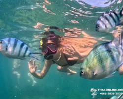 Marine Discovery one day sea trip from Pattaya Thailand - photo 51