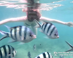 Marine Discovery one day sea trip from Pattaya Thailand - photo 76