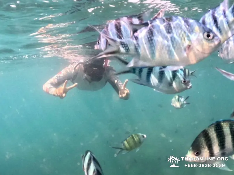 Marine Discovery one day sea trip from Pattaya Thailand - photo 14