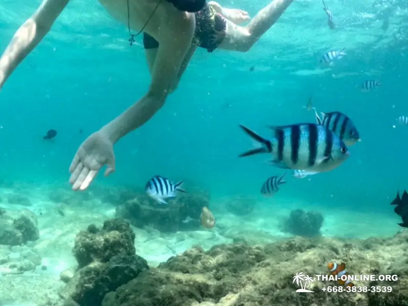 Marine Discovery one day sea trip from Pattaya Thailand - photo 20