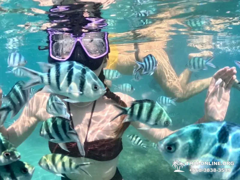 Marine Discovery one day sea trip from Pattaya Thailand - photo 19