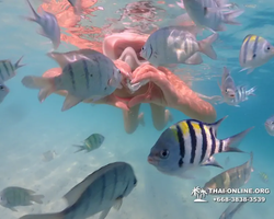 Pattaya snorkeling tour Underwater Odyssey in Thailand - photo 120