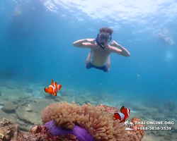 Underwater Odyssey snorkeling tour from Pattaya Thailand photo 53