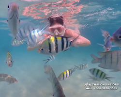 Pattaya snorkeling tour Underwater Odyssey in Thailand - photo 107