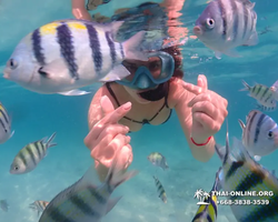 Pattaya snorkeling tour Underwater Odyssey in Thailand - photo 26