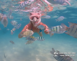 Pattaya snorkeling tour Underwater Odyssey in Thailand - photo 27