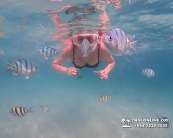 Pattaya snorkeling tour Underwater Odyssey in Thailand - photo 146