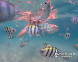 Pattaya snorkeling tour Underwater Odyssey in Thailand - photo 142