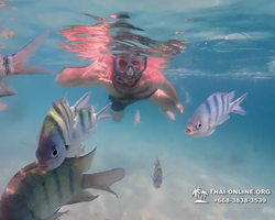 Pattaya snorkeling tour Underwater Odyssey in Thailand - photo 149