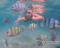 Pattaya snorkeling tour Underwater Odyssey in Thailand - photo 140