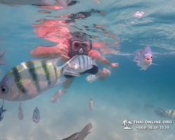 Underwater Odyssey snorkeling tour from Pattaya Thailand photo 99