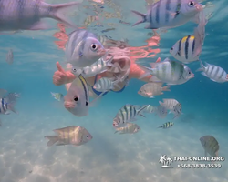 Pattaya snorkeling tour Underwater Odyssey in Thailand - photo 121