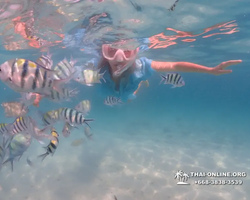 Pattaya snorkeling tour Underwater Odyssey in Thailand - photo 136