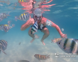 Pattaya snorkeling tour Underwater Odyssey in Thailand - photo 113