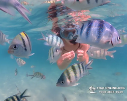 Pattaya snorkeling tour Underwater Odyssey in Thailand - photo 18