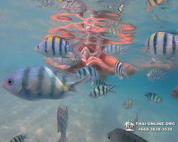 Pattaya snorkeling tour Underwater Odyssey in Thailand - photo 135