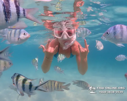 Pattaya snorkeling tour Underwater Odyssey in Thailand - photo 29