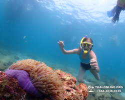 Pattaya snorkeling tour Underwater Odyssey in Thailand - photo 13