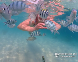 Underwater Odyssey snorkeling tour from Pattaya Thailand photo 76