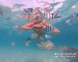 Pattaya snorkeling tour Underwater Odyssey in Thailand - photo 132