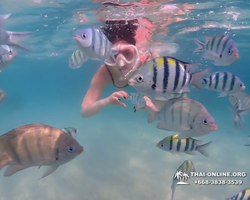 Pattaya snorkeling tour Underwater Odyssey in Thailand - photo 110
