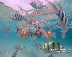 Pattaya snorkeling tour Underwater Odyssey in Thailand - photo 15