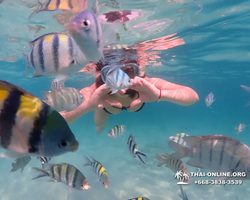 Pattaya snorkeling tour Underwater Odyssey in Thailand - photo 21