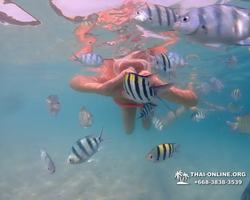 Pattaya snorkeling tour Underwater Odyssey in Thailand - photo 151
