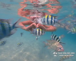 Pattaya snorkeling tour Underwater Odyssey in Thailand - photo 117
