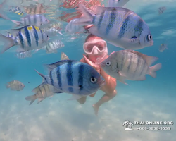 Pattaya snorkeling tour Underwater Odyssey in Thailand - photo 106