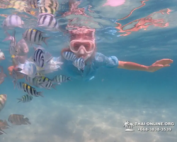 Pattaya snorkeling tour Underwater Odyssey in Thailand - photo 112