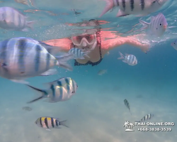 Pattaya snorkeling tour Underwater Odyssey in Thailand - photo 159