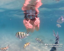 Pattaya snorkeling tour Underwater Odyssey in Thailand - photo 167