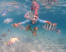Pattaya snorkeling tour Underwater Odyssey in Thailand - photo 17