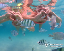 Underwater Odyssey snorkeling tour from Pattaya Thailand photo 39