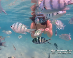 Pattaya snorkeling tour Underwater Odyssey in Thailand - photo 116