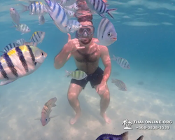 Pattaya snorkeling tour Underwater Odyssey in Thailand - photo 139