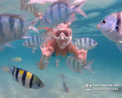 Pattaya snorkeling tour Underwater Odyssey in Thailand - photo 103