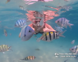 Pattaya snorkeling tour Underwater Odyssey in Thailand - photo 148