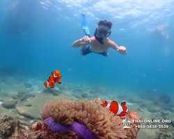 Pattaya snorkeling tour Underwater Odyssey in Thailand - photo 20