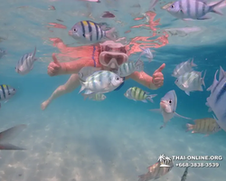 Pattaya snorkeling tour Underwater Odyssey in Thailand - photo 133