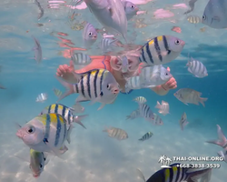 Pattaya snorkeling tour Underwater Odyssey in Thailand - photo 118