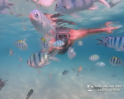 Pattaya snorkeling tour Underwater Odyssey in Thailand - photo 128