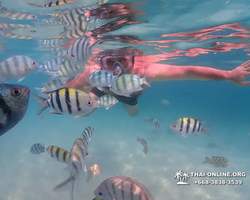 Underwater Odyssey snorkeling tour from Pattaya Thailand photo 34