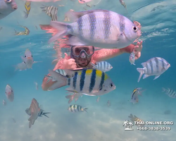 Pattaya snorkeling tour Underwater Odyssey in Thailand - photo 101