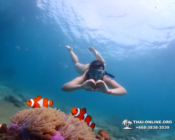Pattaya snorkeling tour Underwater Odyssey in Thailand - photo 154